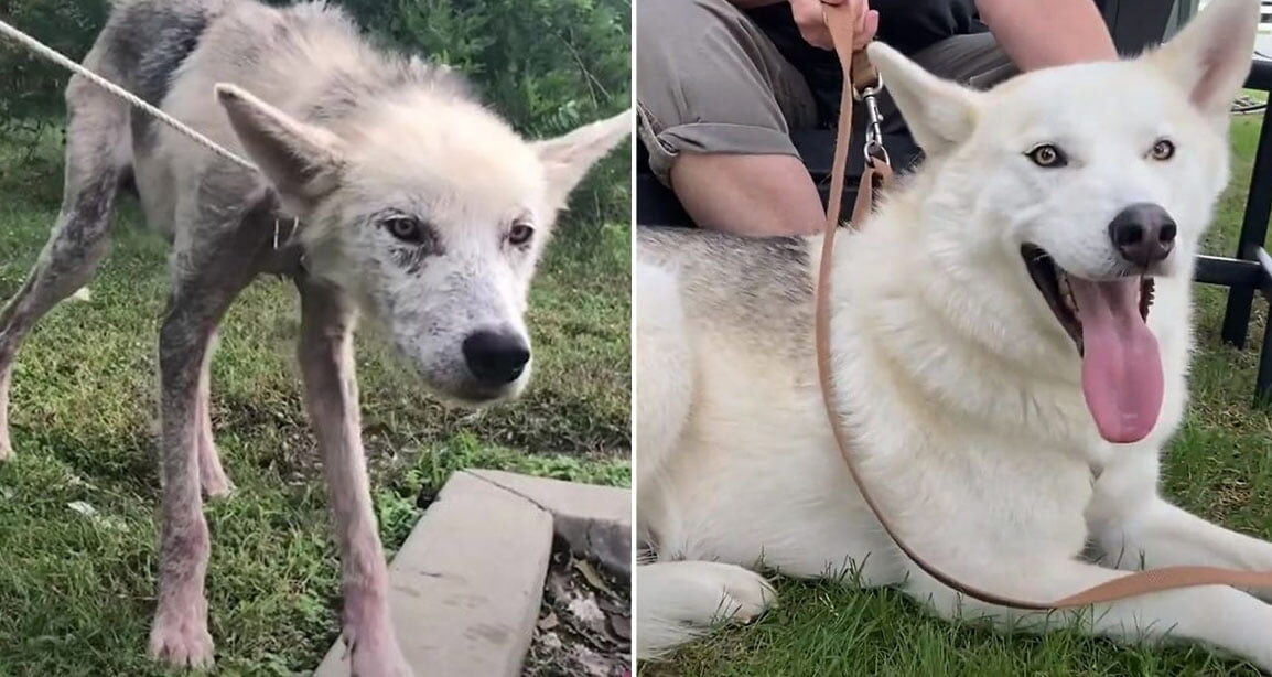 Husky descuidado tiene una transformación asombrosa