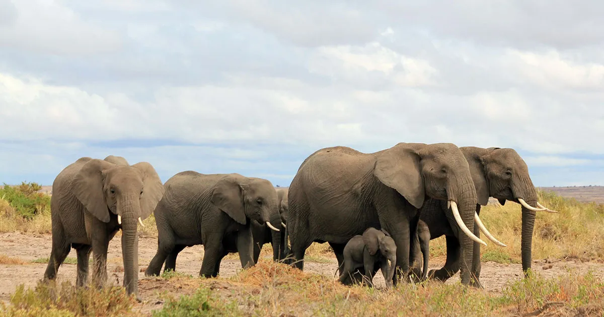 La población de elefantes en Kenia se ha duplicado