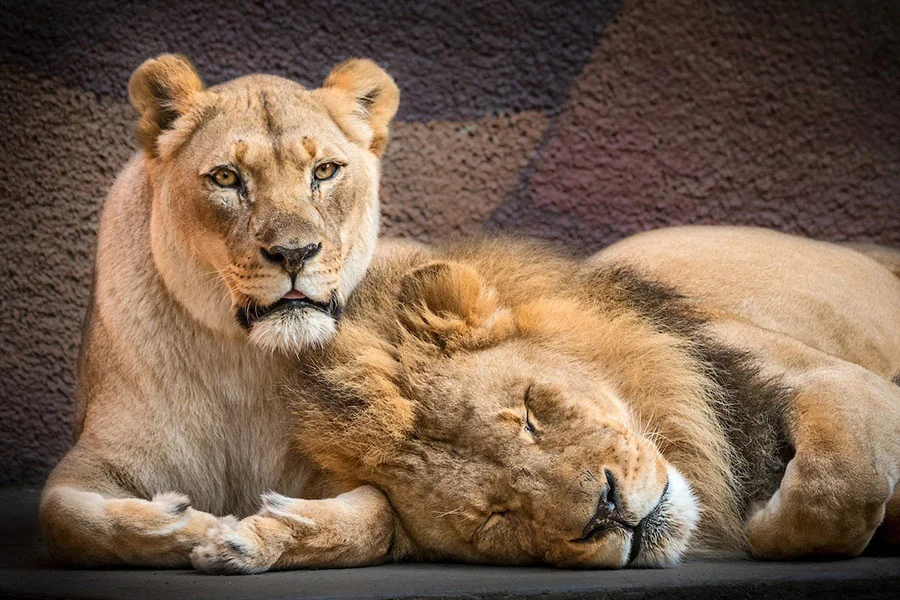 Leones africanos pareja