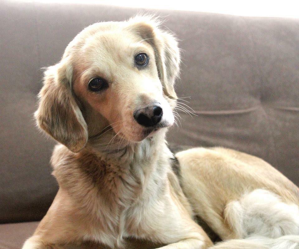 Papá no quería tener un perro