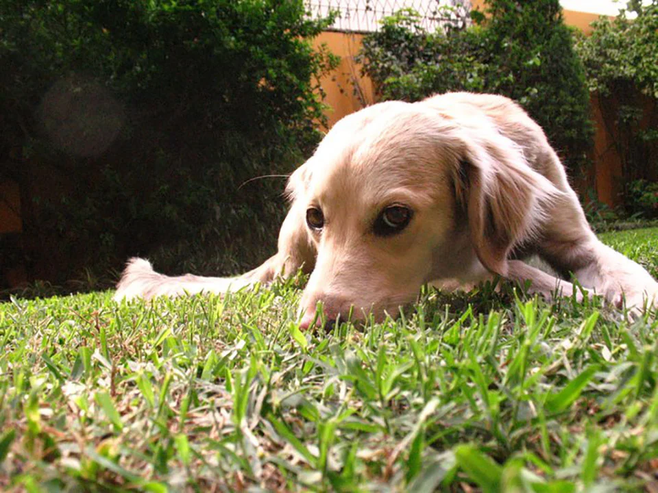 Papá no quería un perro