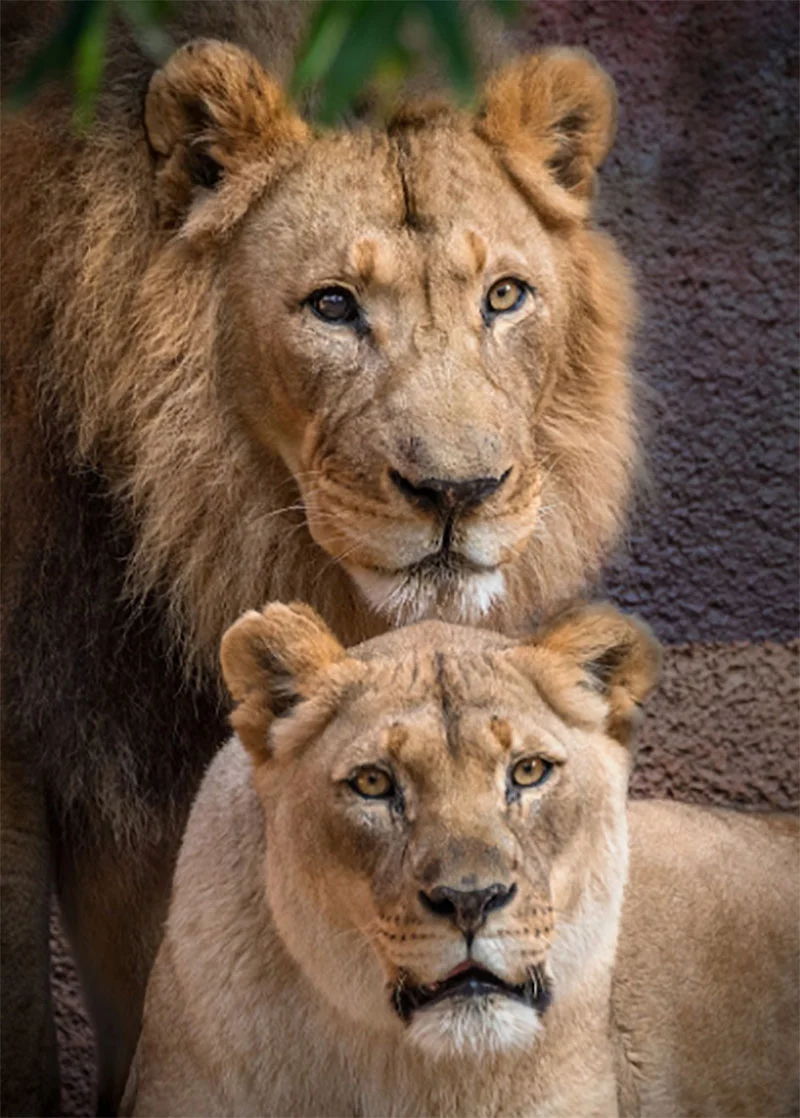 Francia prohibirá los animales salvajes en circos y parques acuáticos 5 Pareja de leones