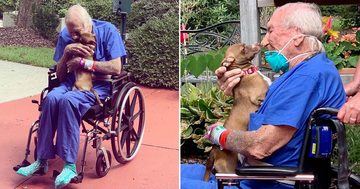 Pequeña chihuahua se reúne con papá