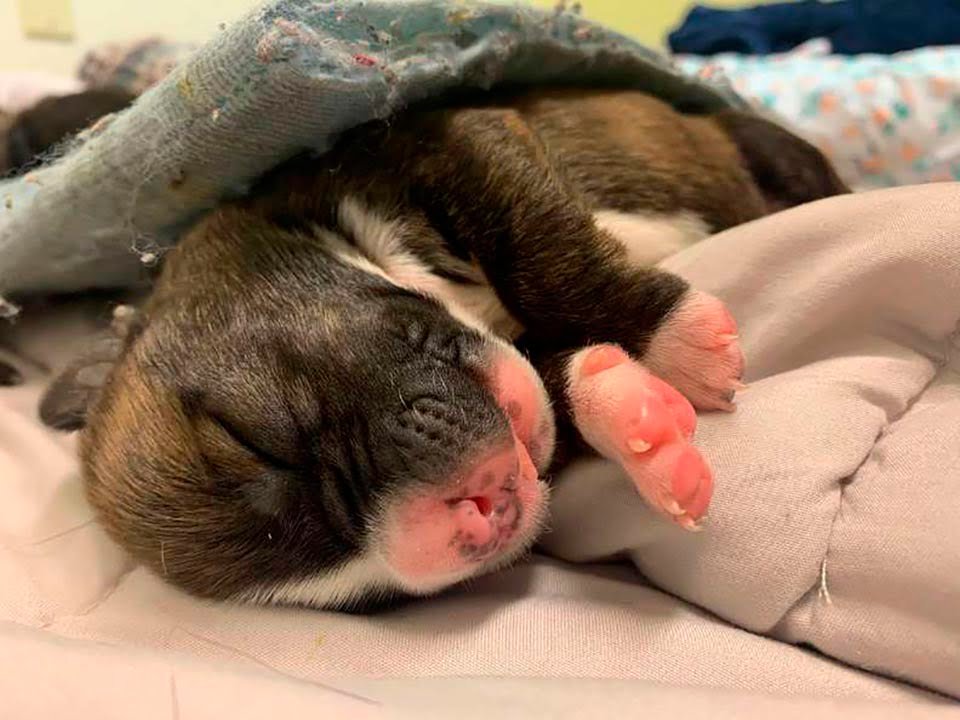 Perrita sin hogar embarazada sorprende a sus rescatistas con 15 adorables cachorros 11 Pequeño cachorrito