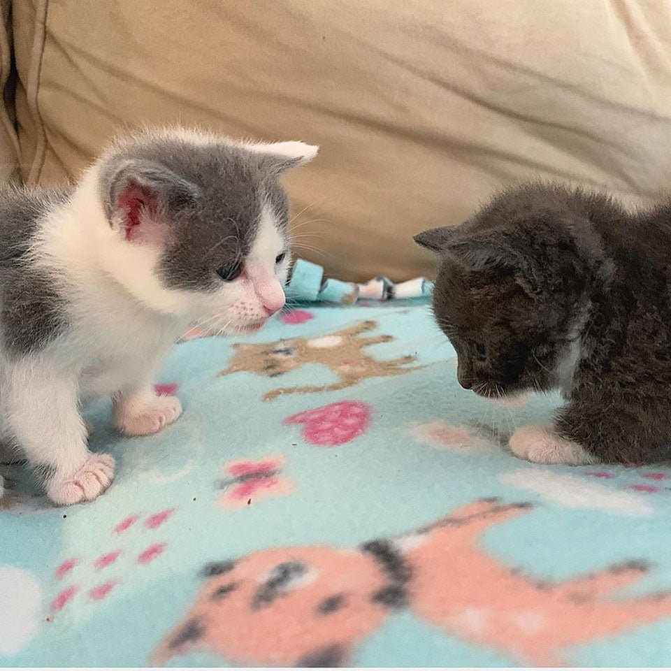 Gatito encontrado solo abraza a sus hermanos gatos y no se separa de ellos 4 Pequeños gatos