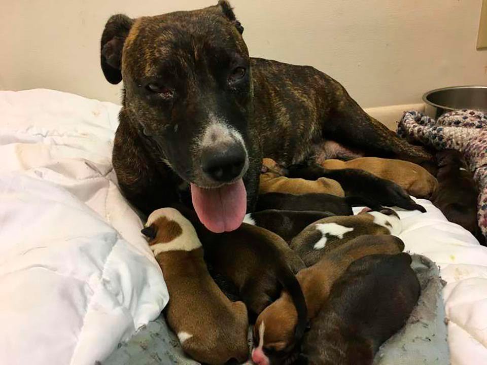 Perrita sin hogar embarazada sorprende a sus rescatistas con 15 adorables cachorros 9 Perrita sin hogar embarazada