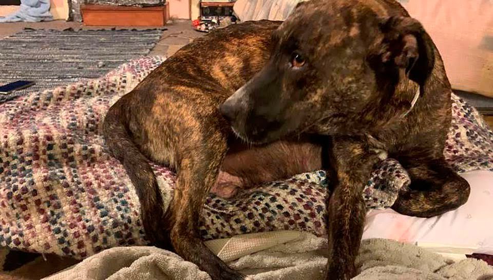 Perrita sin hogar embarazada sorprende a sus rescatistas con 15 adorables cachorros 8 Perrita sin hogar en embarazo