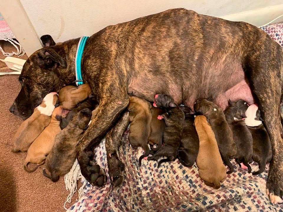Perrita sin hogar embarazada sorprende a sus rescatistas con 15 adorables cachorros 10 Perrita sin hogar y cachorros