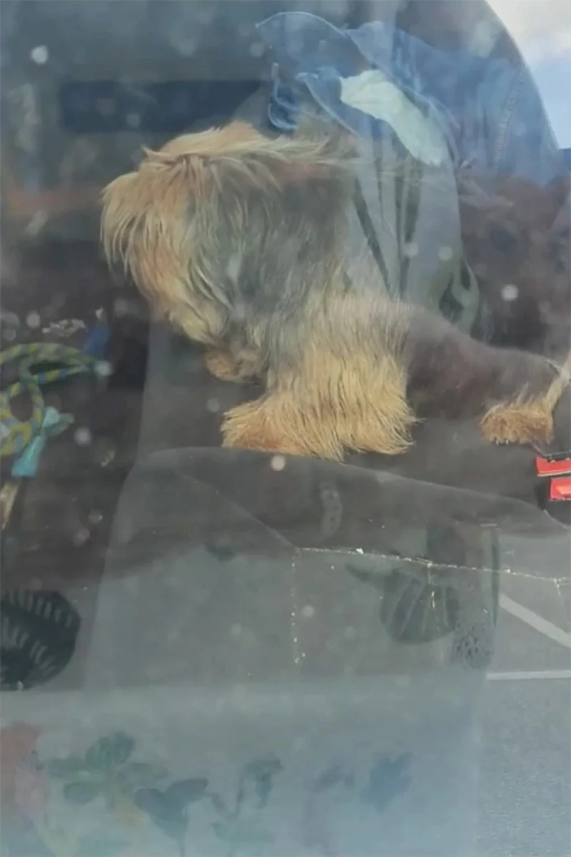 Hombre salva a un perro encerrado en un auto caliente rompiendo la ventana con un hacha 1 Perro atrapado