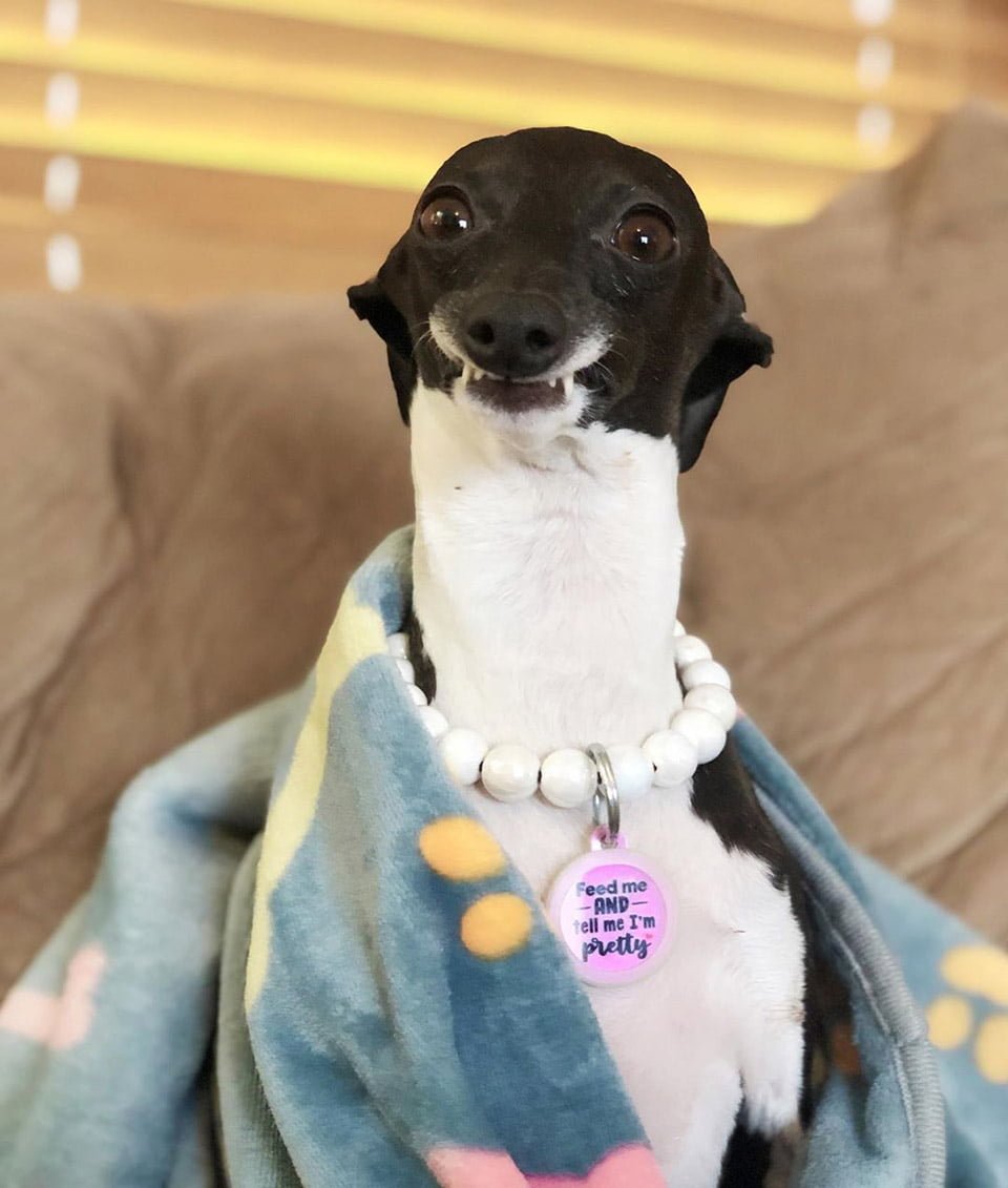 Perro con expresiones humanas
