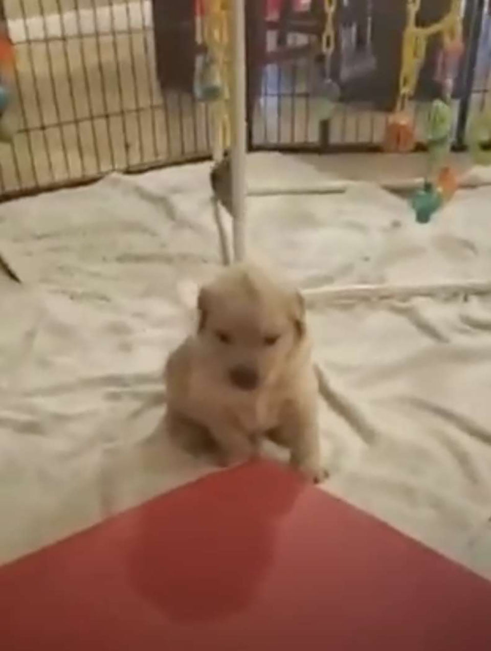 Perro con pequeño mohawk