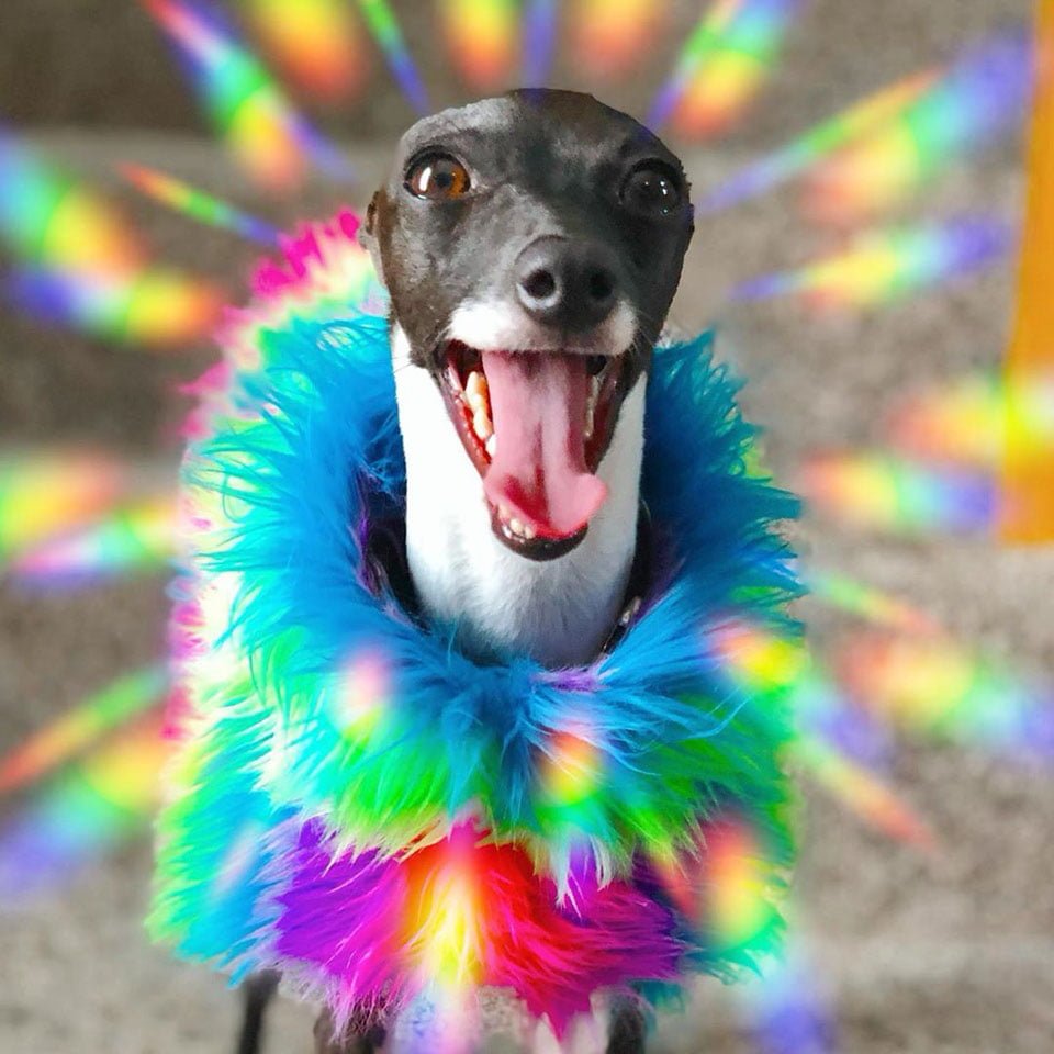 Perro feliz ayuda a su madre con enfermedad cronica