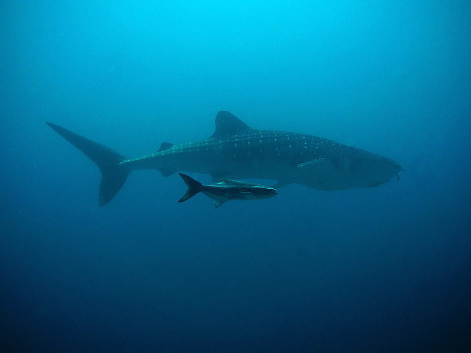 Hombre salta sobre un tiburón ballena y se aferra a su aleta dorsal 3 Pez más grande