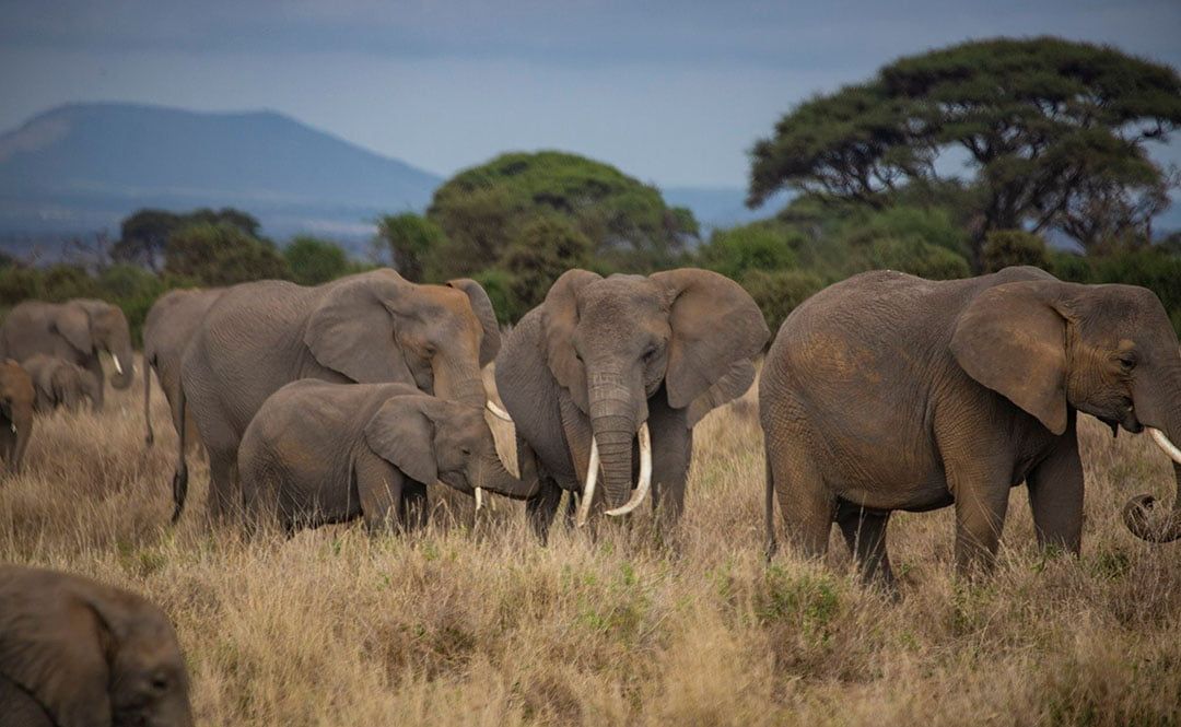 Población De Elefantes En Kenia Se Duplica En Las últimas Tres Décadas