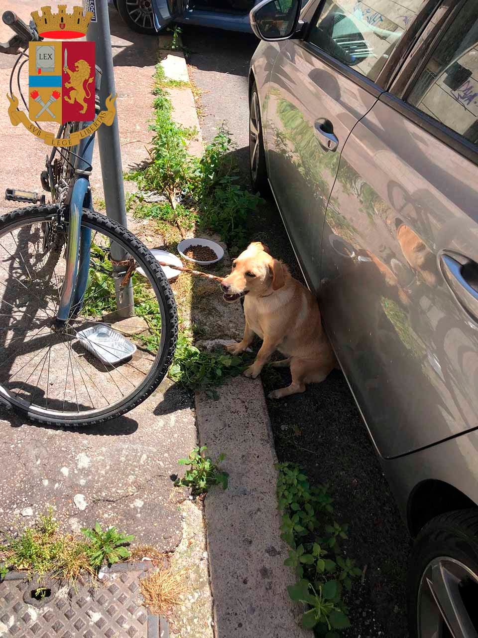 Policía rescata a una perrita dejada en un poste bajo el sol y la adopta 3 Policía rescata a una perrita