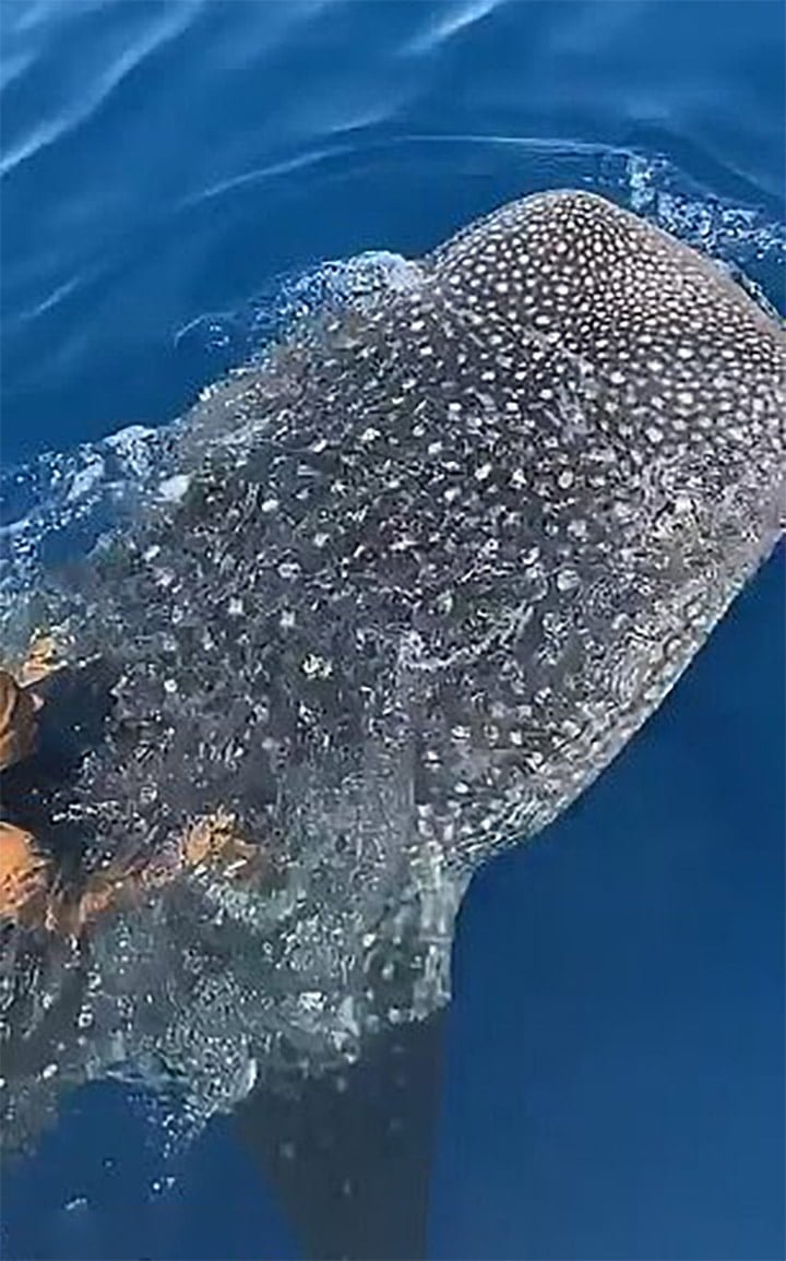 Hombre salta sobre un tiburón ballena y se aferra a su aleta dorsal 11 Tiburón ballena y hombre