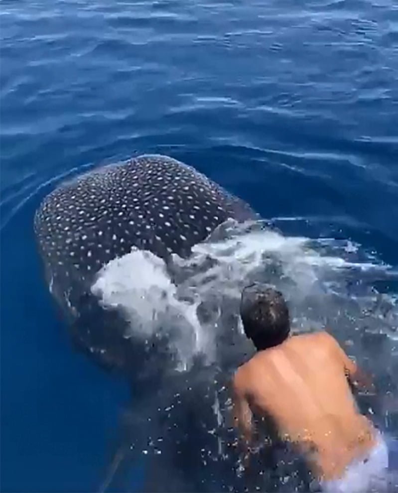 Hombre salta sobre un tiburón ballena y se aferra a su aleta dorsal 10 Tiburón ballena