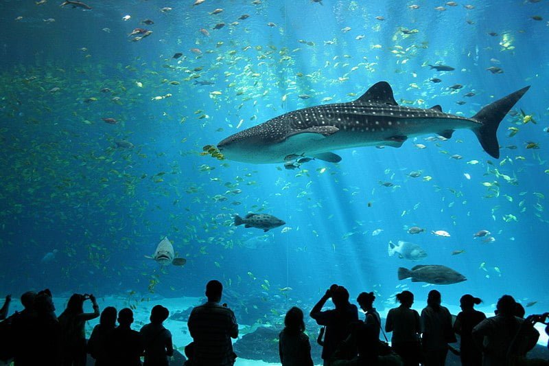 Hombre salta sobre un tiburón ballena y se aferra a su aleta dorsal 14 Tiburón más grande del mundo