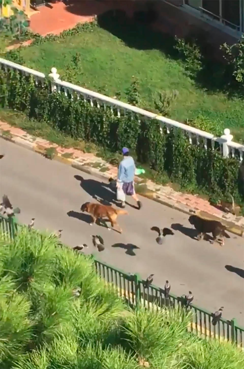 Mujer ve a un extraño encabezando un desfile de animales en la calle 3 desfile de animales en la calle