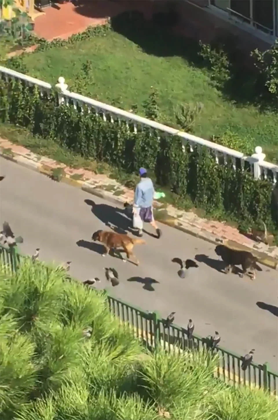 Mujer ve a un extraño encabezando un desfile de animales en la calle 1 desfile de animales en la calle