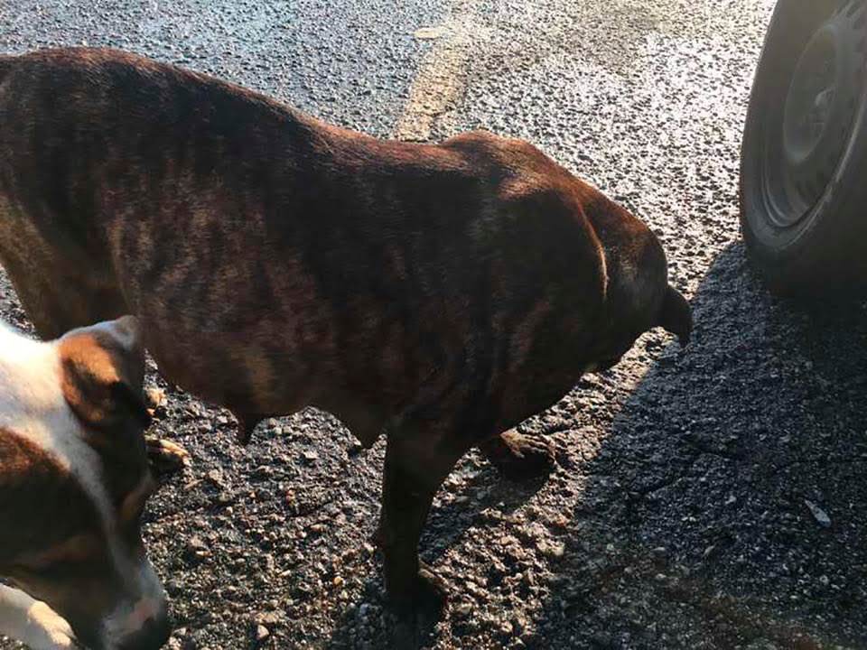 Perrita sin hogar embarazada sorprende a sus rescatistas con 15 adorables cachorros 7 Perrita sin hogar