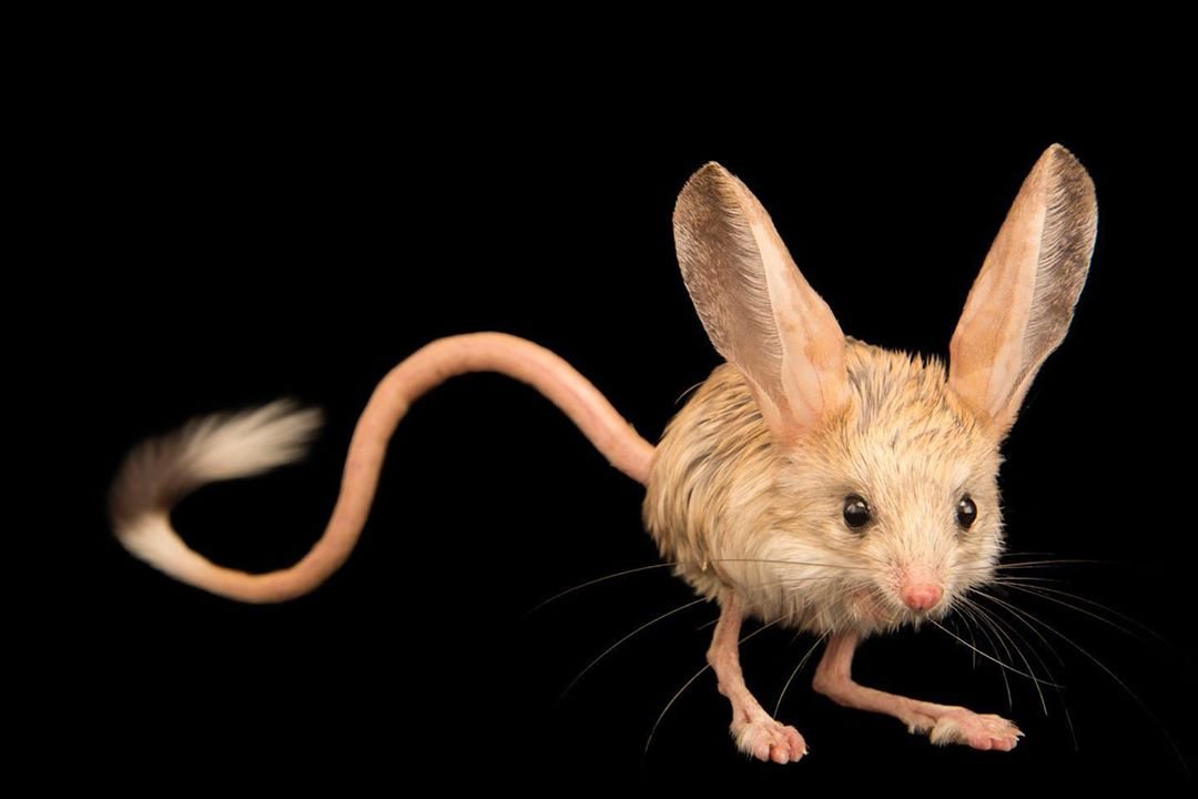 Animalito que parece mezcla de ratón, conejo, cerdo y canguro, es en verdad adorable 6 Adorable animalito