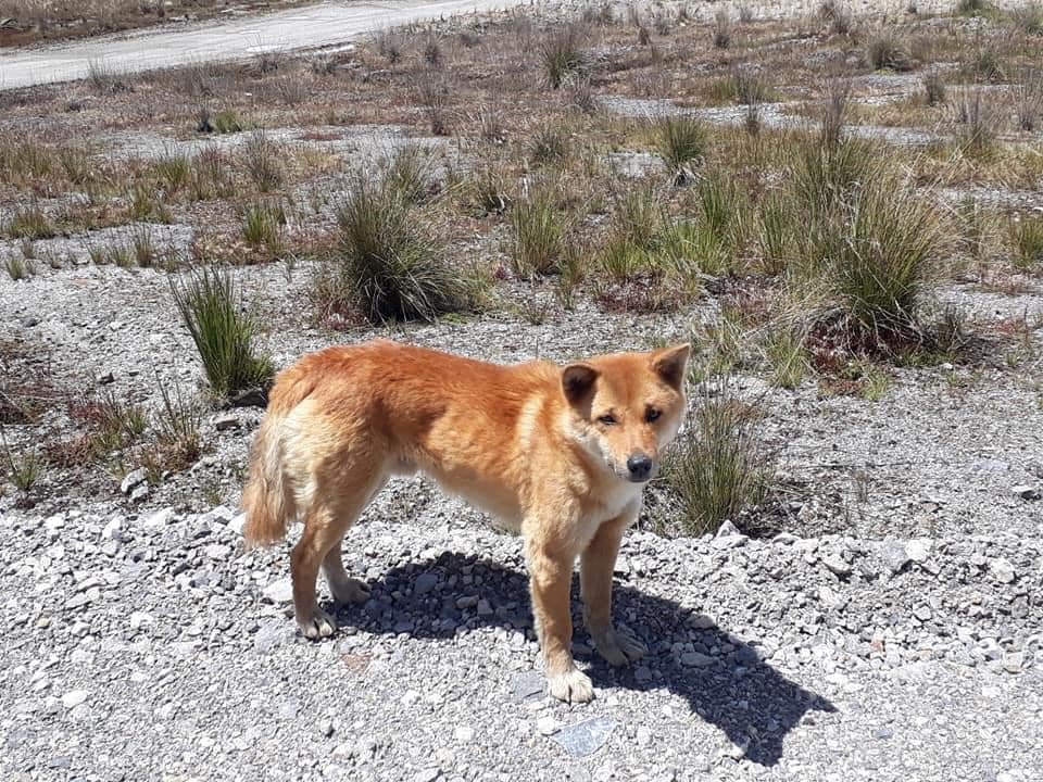 Antigua raza de perro