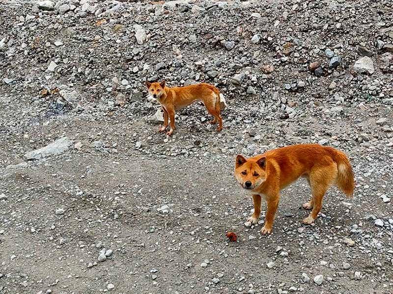 Antigua raza perro cantor