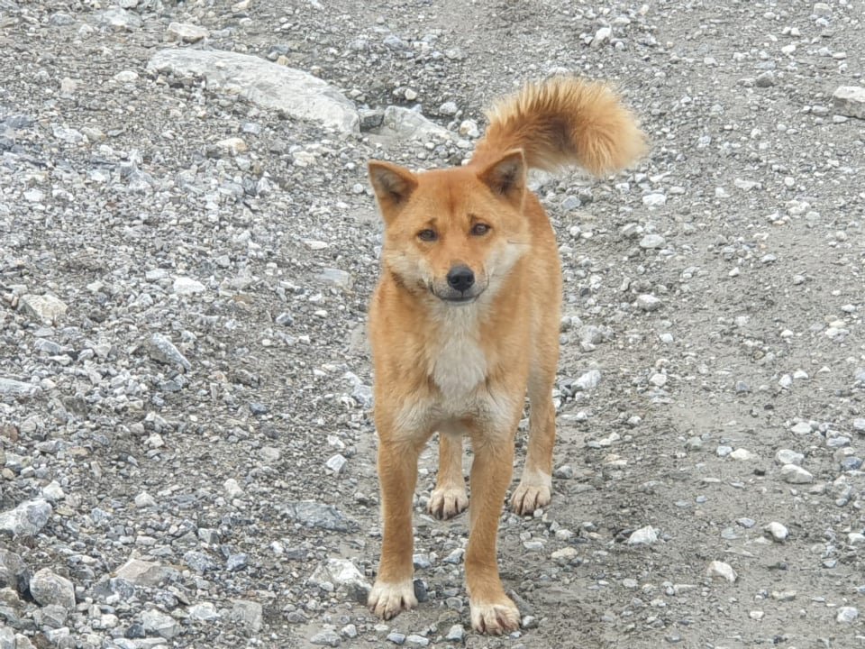 Antigua raza perro de la montaña