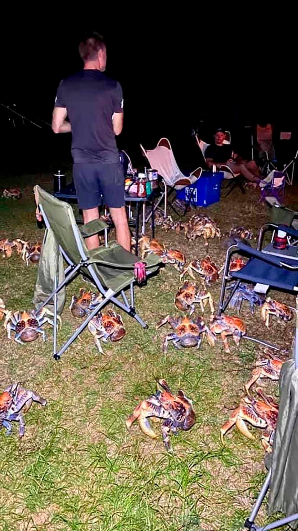 Una multitud de cangrejos gigantes decidió aparecerse en un picnic familiar 11 Picnic familiar