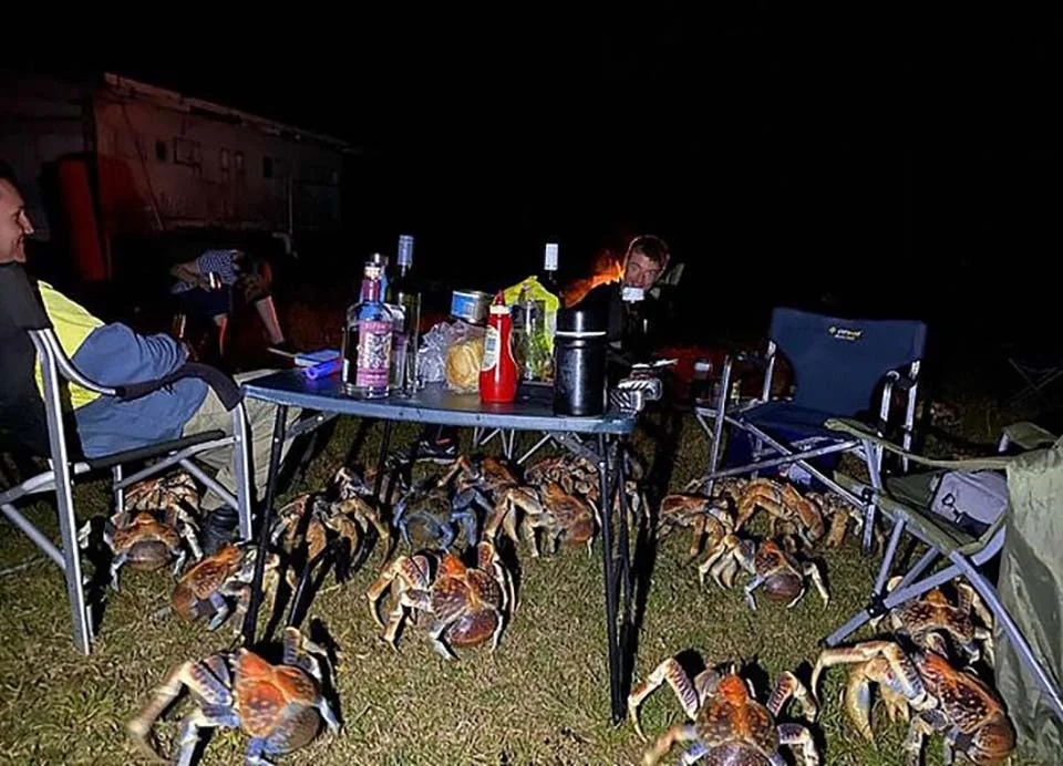 Una multitud de cangrejos gigantes decidió aparecerse en un picnic familiar 8 Cangrejos gigantes en picnic