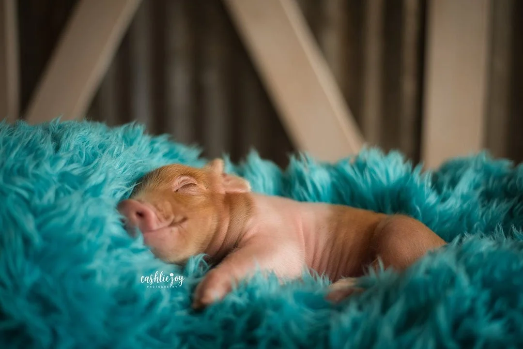 Cerdito dormido Cerdito dormido