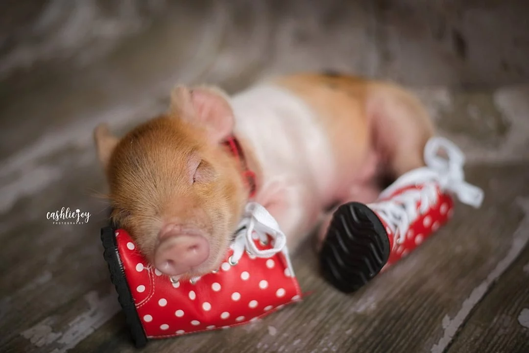 Cerdito duerme con zapatos Cerdito duerme con zapatos