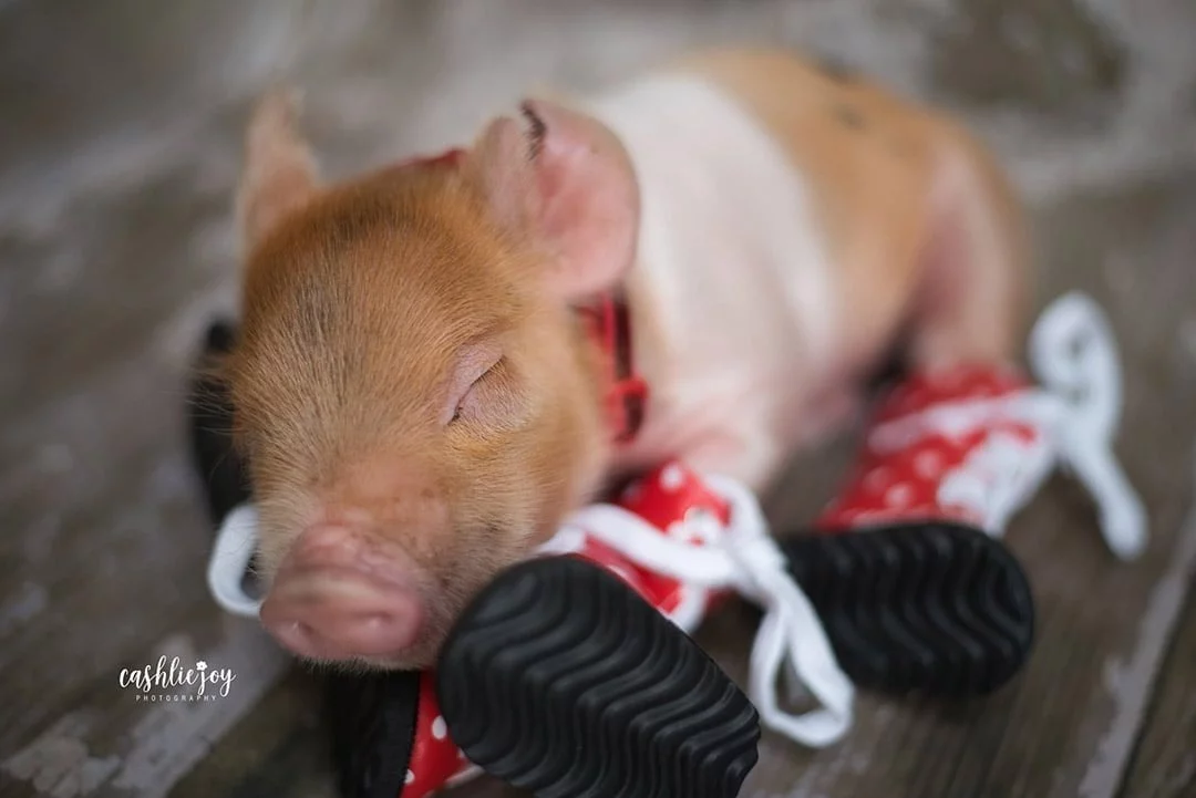 Cerdito zapatos bebe Cerdito zapatos bebe