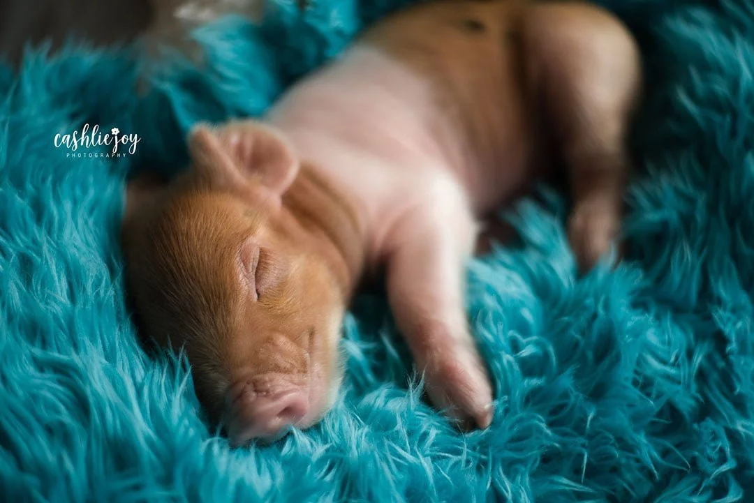 Cerdo adorable Cerdo adorable