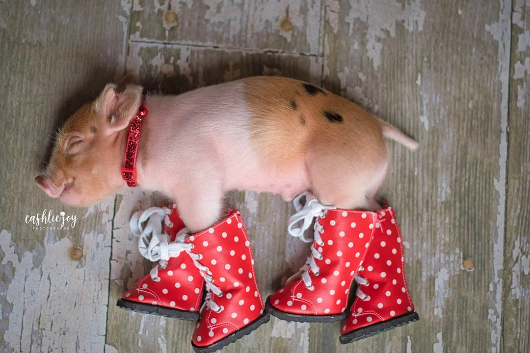 Cerdo con botas Cerdo con botas