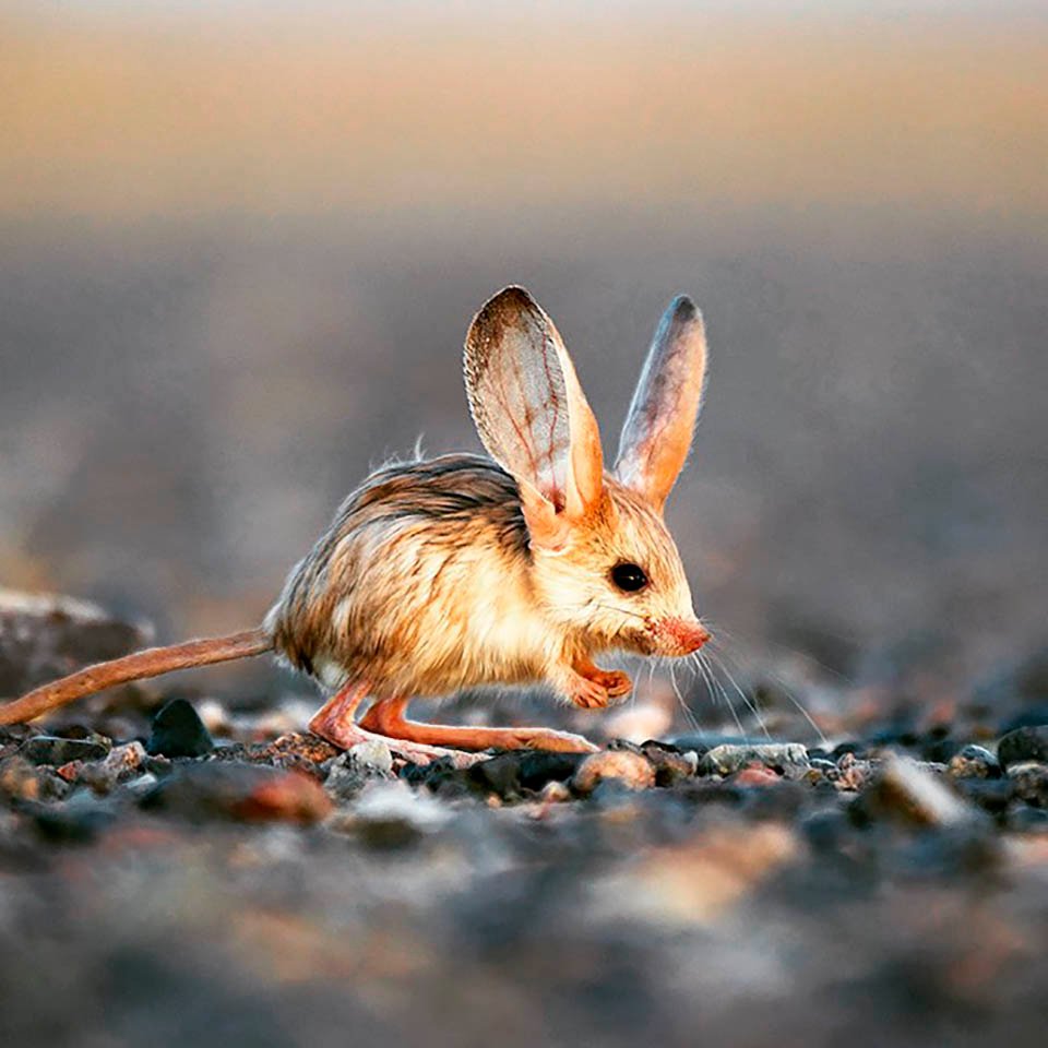 Animalito que parece mezcla de ratón, conejo, cerdo y canguro, es en verdad adorable 4 Curioso animalito
