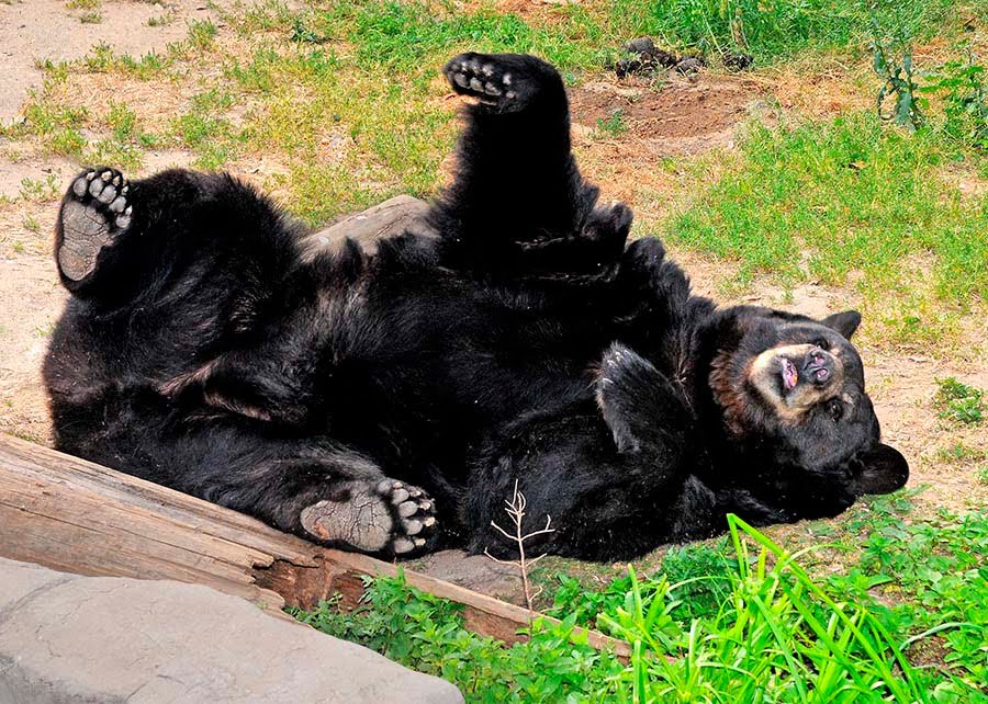 Francia prohibirá los animales salvajes en circos y parques acuáticos 18 Francia prohibirá animales salvajes