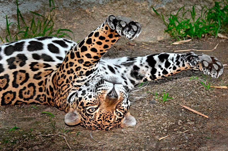 Francia prohibirá los animales salvajes en circos y parques acuáticos 17 Francia prohibirá animales