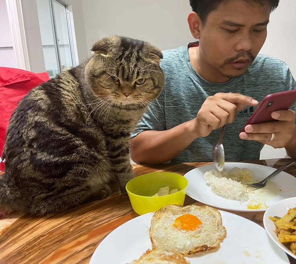 Esposa documenta en fotografías cómo este gato le robó a su esposo 17 Gato acompaña a su humano