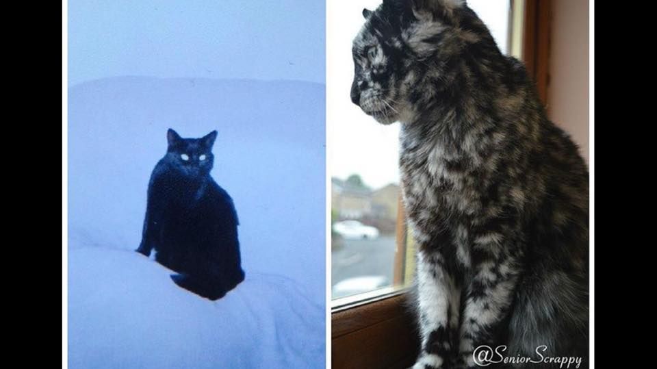 Gato antes y después