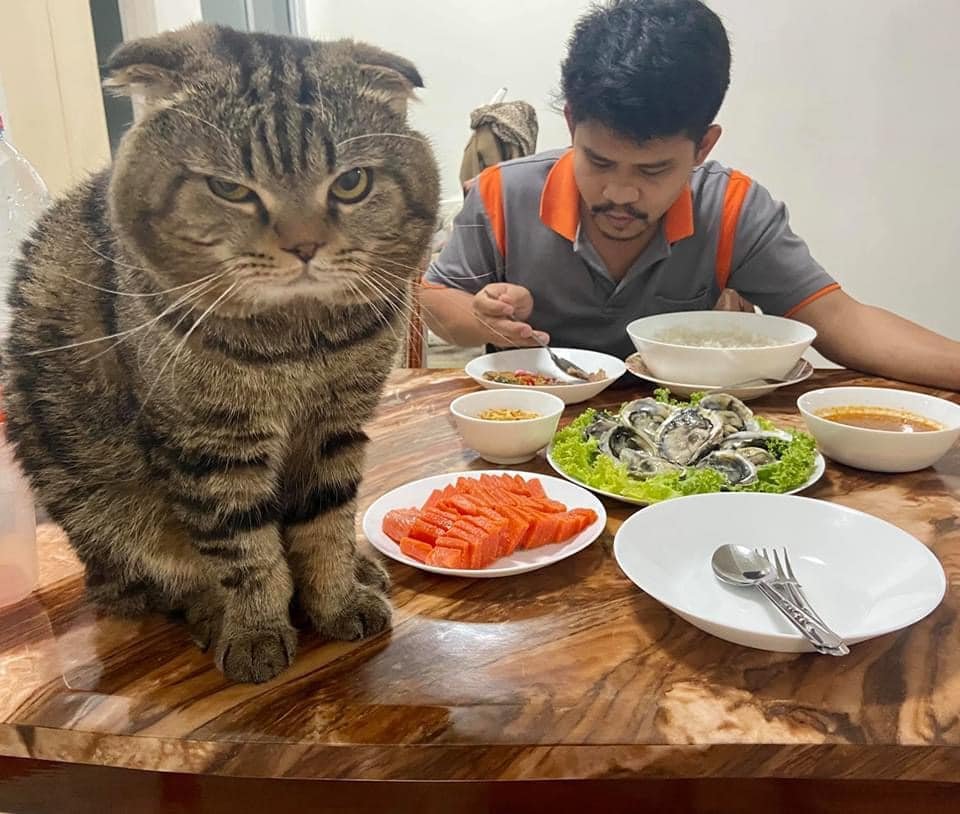 Mujer documenta como gato le robó esposo Gato celoso de su humano