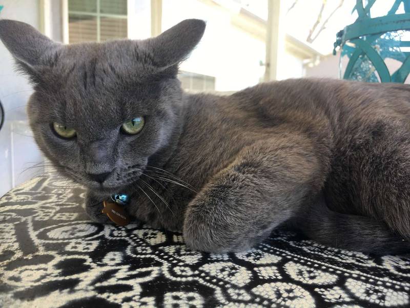 Familia estaba planeando adoptar un gatito hasta que vieron a este gato de cara triste 3 Gato de cara triste