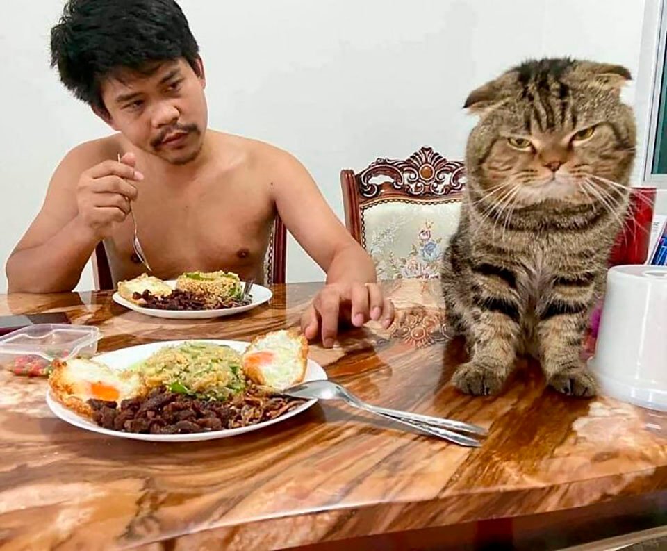 Gato le robó su esposo y queda en fotos Gato le robó su esposo y queda en fotos