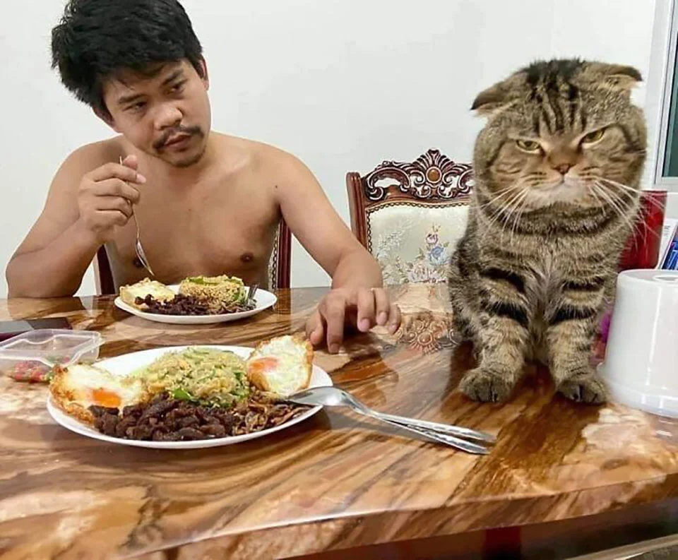 Gato le robó su esposo y queda en fotos Gato le robó su esposo y queda en fotos