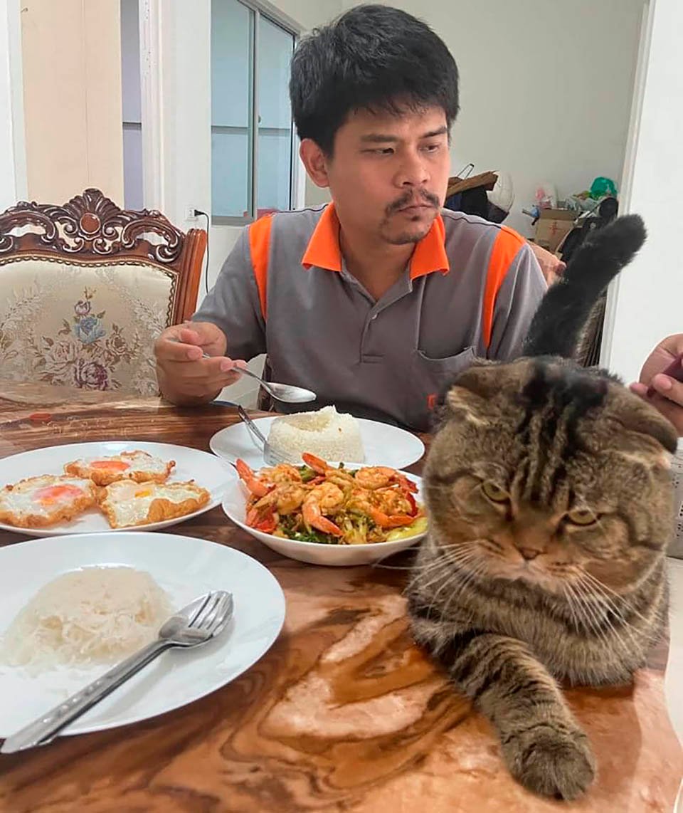 Esposa documenta en fotografías cómo este gato le robó a su esposo 10 Gato le robó a su esposo
