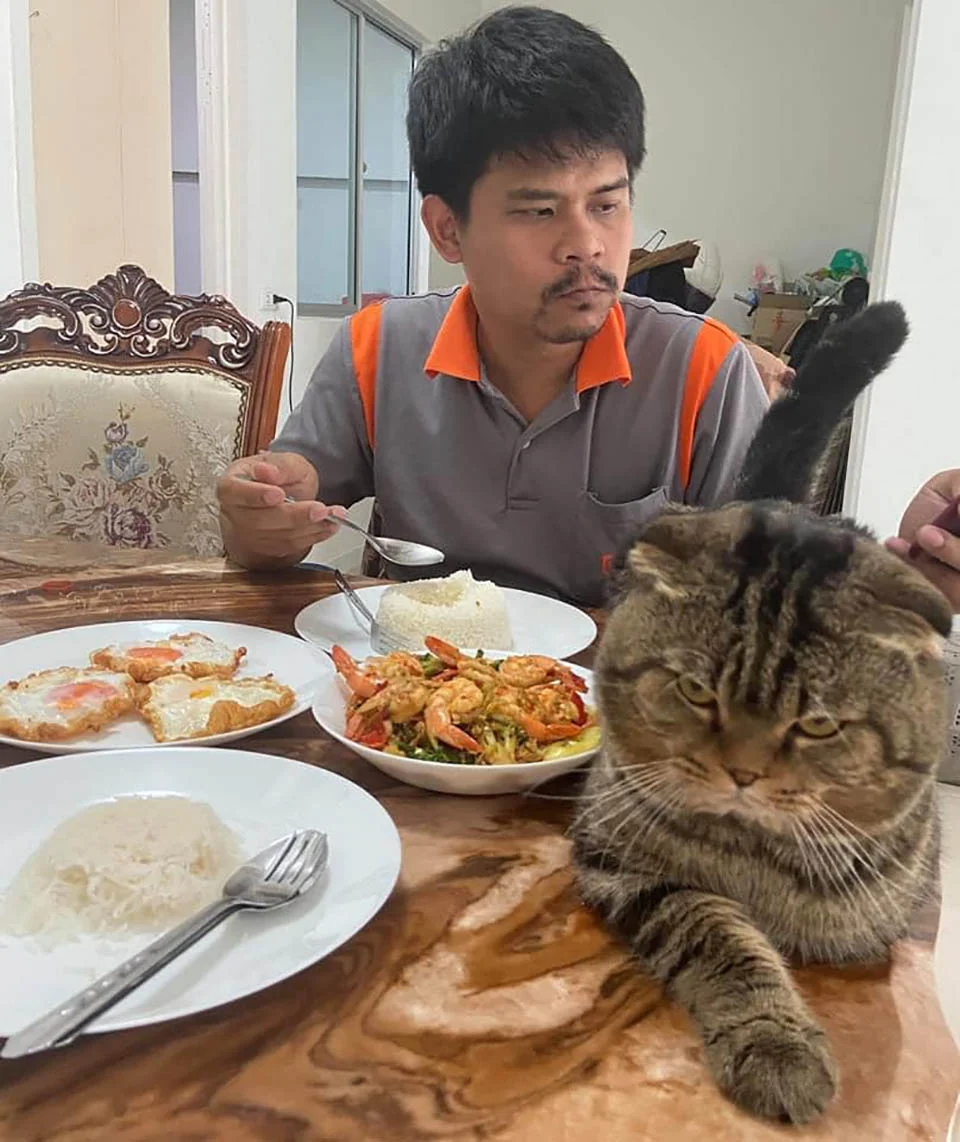 Esposa documenta en fotografías cómo este gato le robó a su esposo 1 Gato le robó a su esposo