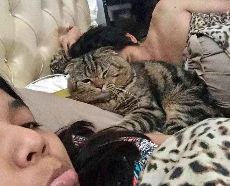 Esposa documenta en fotografías cómo este gato le robó a su esposo 15 Gato no deja a su humano