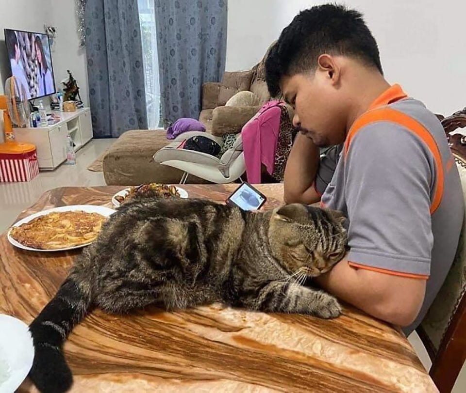 Esposa documenta en fotografías cómo este gato le robó a su esposo 18 Gato le robó a su esposo y mantiene a su lado