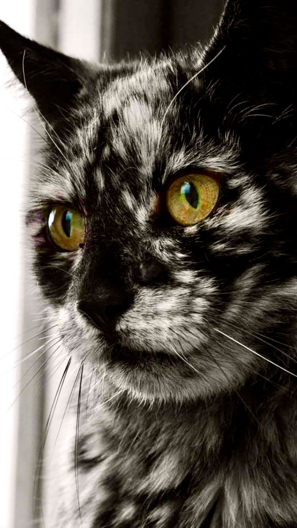 Gato se transforma completamente a la edad de 7 años 9 Gato se transforma completo
